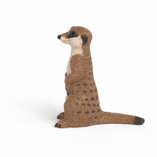 MEERKAT
