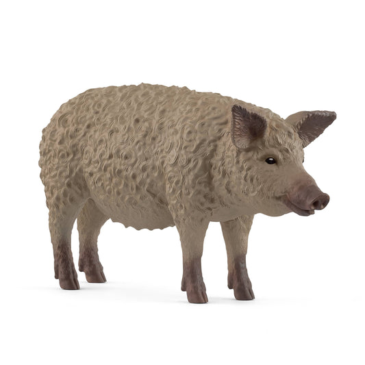 MANGALICA PIG
