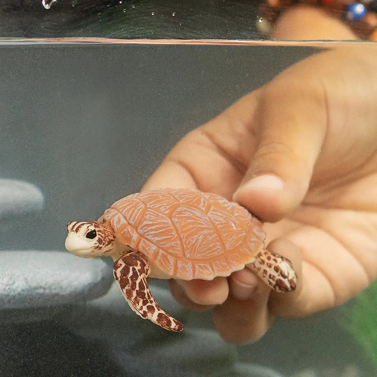 HAWSBILL SEA TURTLE