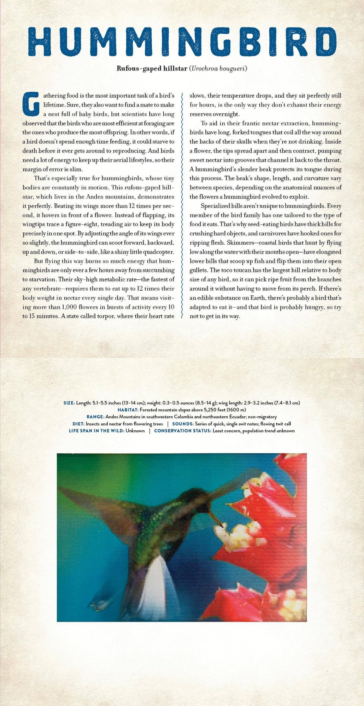 BIRDS: A PHOTICULAR BOOK