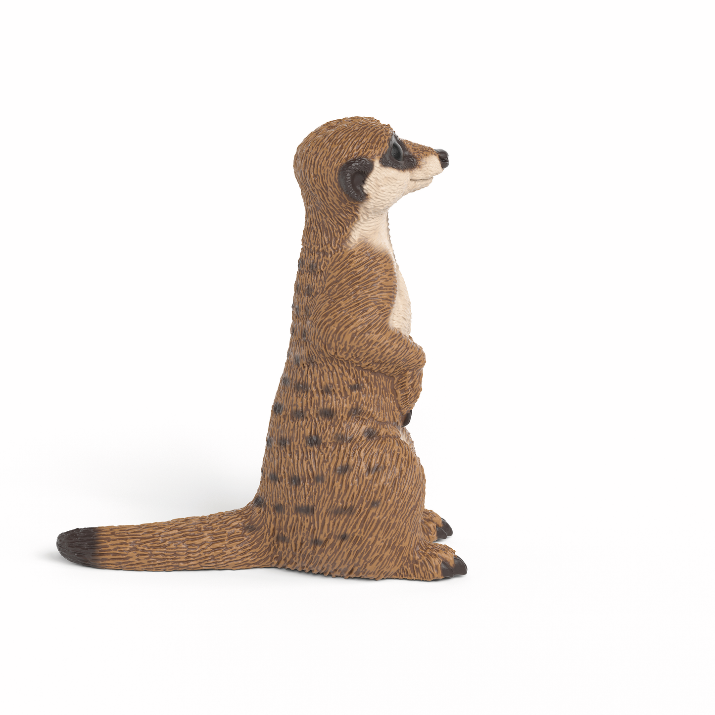 MEERKAT
