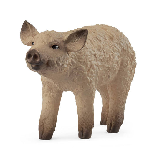 MANGALICA PIGLET