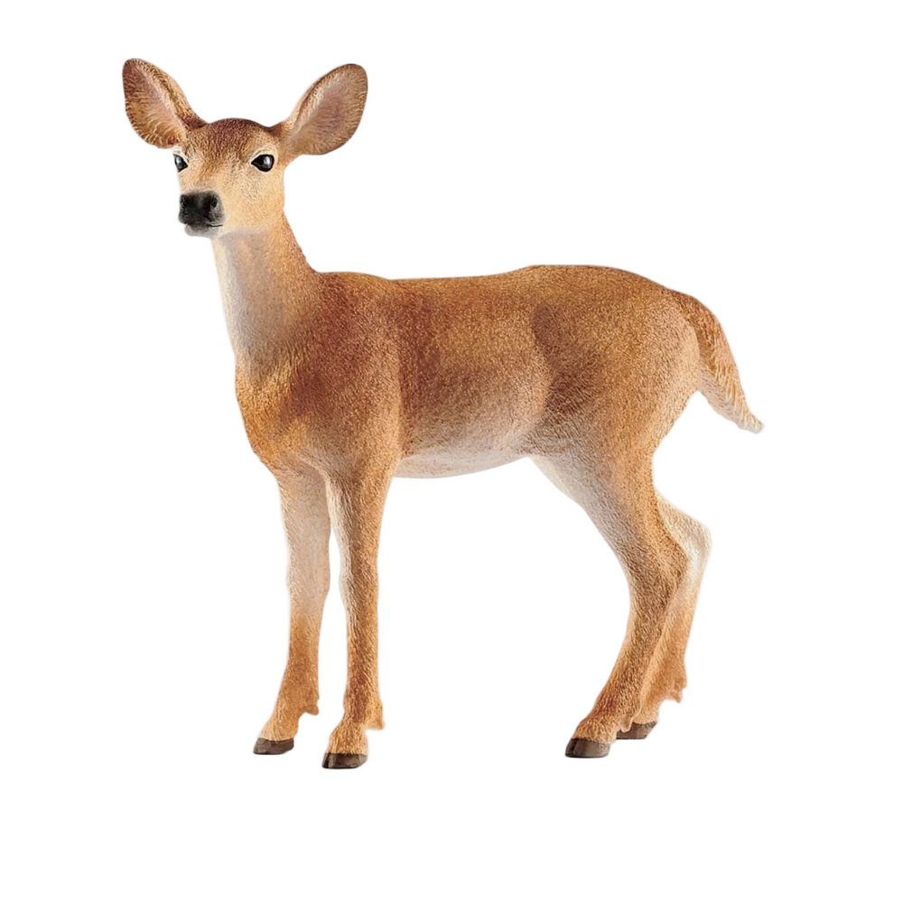 WHITE TAIL DOE