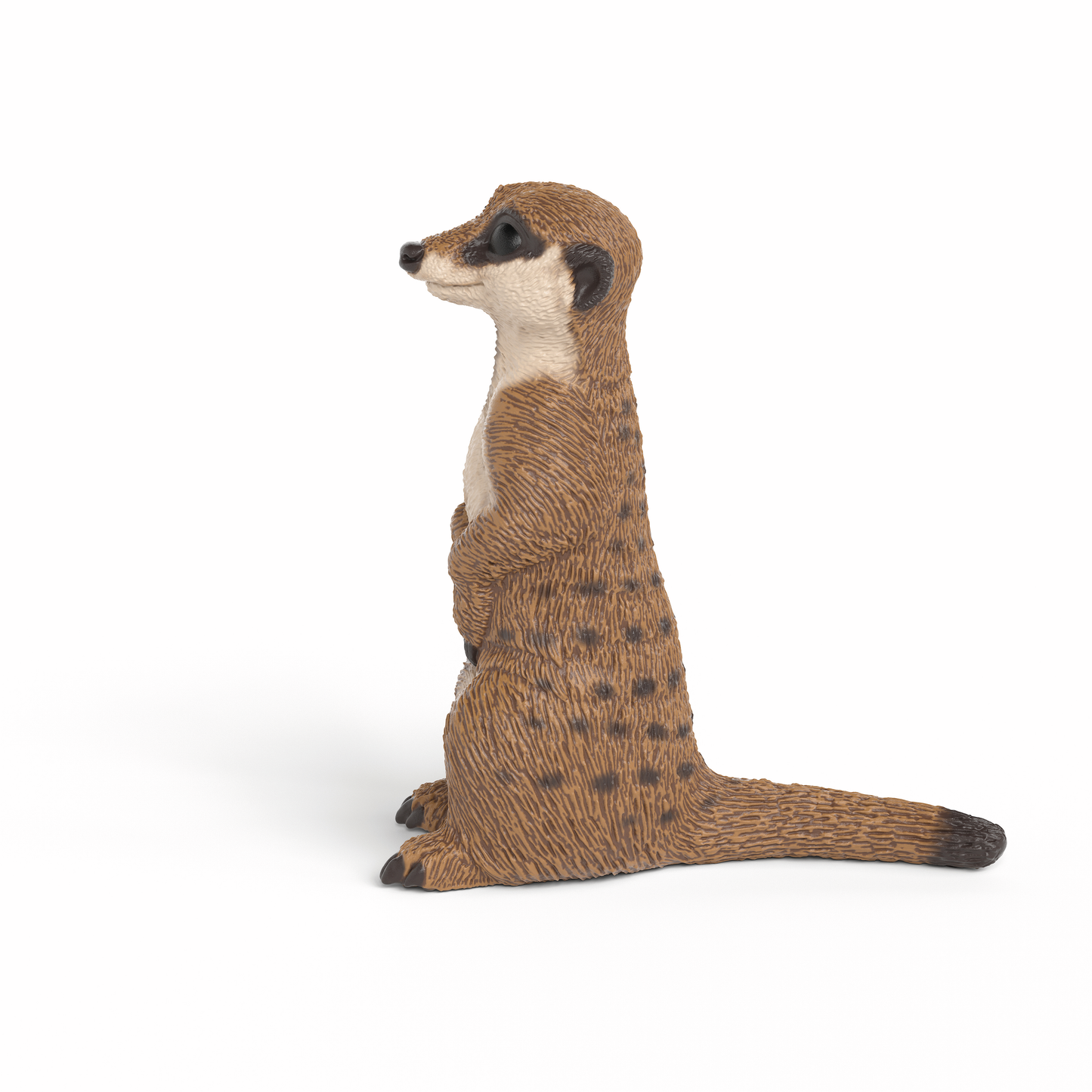 MEERKAT