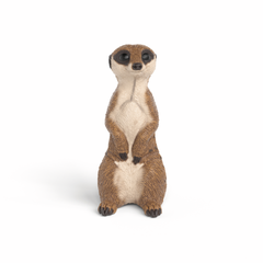 MEERKAT