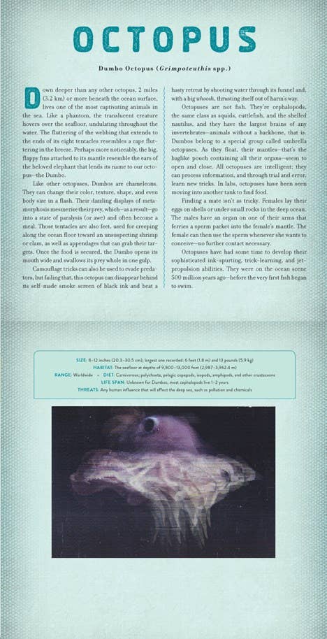 OCEAN: A PHOTICULAR BOOK